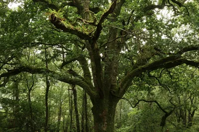 Береза – самое распространенное лиственное дерево на земле, а количество  видов… | ДОЗ «Строй Капитал» | Дзен