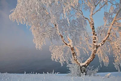 Плакучая береза в инее на обрыве | Окно, Красота, Итальянский