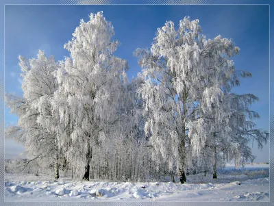 Березы в инее / фото