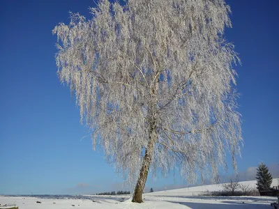 Белая береза. Photographer Aleksandr Nerozya