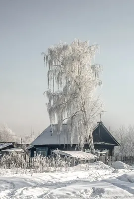 береза в инее / фото