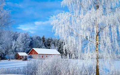 Береза в инее (67 фото) »