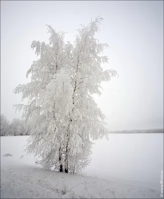 Берёза в инее