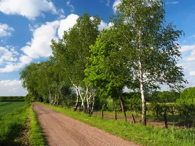 Береза в поле - красивые фото