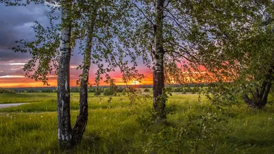 Пейзаж маслом \"Золотые березы в поле золотом…\" 50x60 AR190601 купить в  Москве