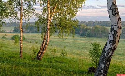 картинки : пейзаж, поле, Береза, трава, Луга, Местность, Природный  ландшафт, Пастбище, окружающая среда, Земельный участок, Равнинный, прерия,  луг, дерево, естественный запас, ферма, Сельская местность, Степь,  Экорегион, Трава семьи, растение, Саванна ...