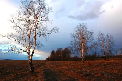 Береза в поле 256k, HDR+, dark …» — создано в Шедевруме