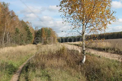 Береза повислая sol купить в Москве из питомника по доступной цене