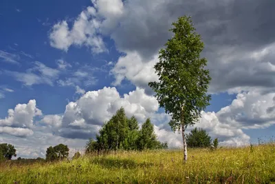 Рядом с Северной, Улицы, природа, береза, поле, feneek