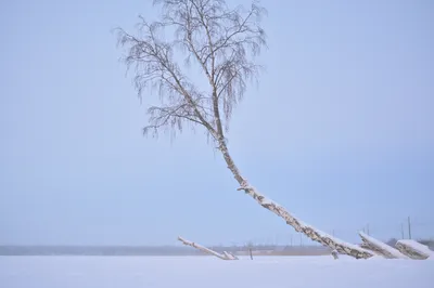 Татьяна Николаевна Феоктистова - Русская береза зимой, XXI, 35×50×2 см:  Описание произведения | Артхив