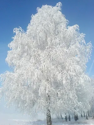 берёза зимой — конкурс \"Во поле береза стояла\" — Фотоконкурс.ру