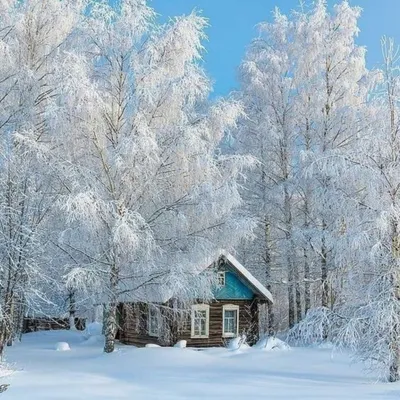 БЕРЕЗА ЗИМОЙ / БЕРЕЗА ЗИМОЙ / Фотография на PhotoGeek.ru