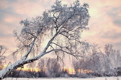 Белая береза. Photographer Aleksandr Nerozya