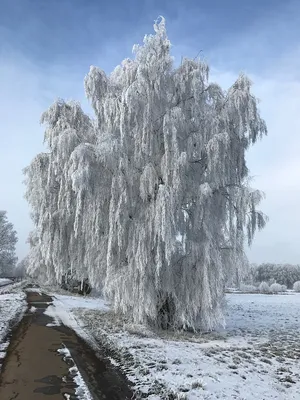 Береза зимой (Множество фото внутри!) - treepics.ru