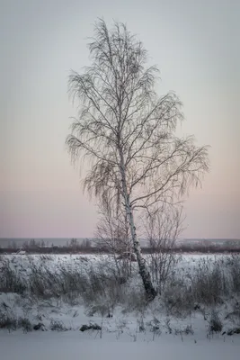 https://treepics.ru/18265-bereza-zimoi-s-serezkami