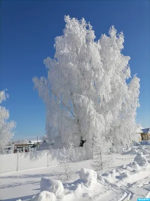 Березка зимой - 91 фото