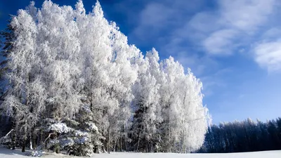 Береза в зимнем лесу - 75 фото