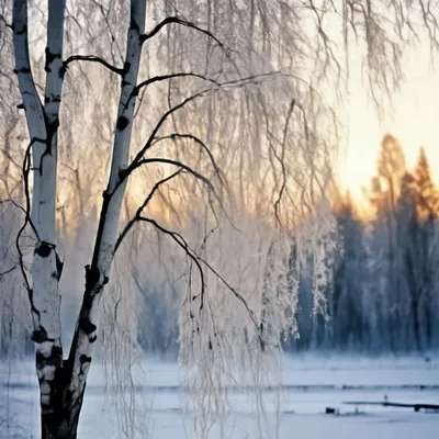 Белая береза зимой, Россия природа