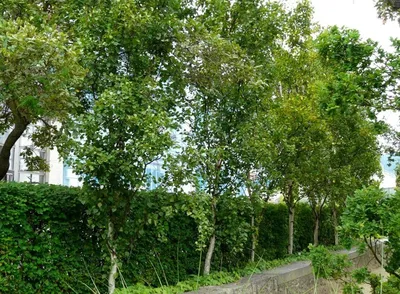 Береза повислая Юнги на штамбе (Youngii) - Зеленый сад