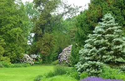 Береза, фото березы летом на участке, русская береза в ландшафтном дизайне,  что посадить под березой | Houzz Россия