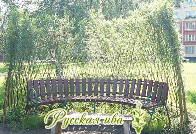 Живая беседка из ивы — iva