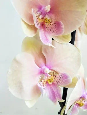 Орхидея Фаленопсис Биг Лип Персиковый (Phalaenopsis Big Lip)