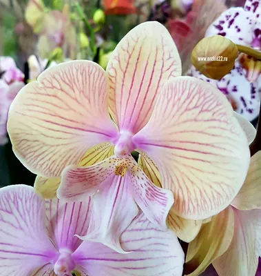 Орхидея Phalaenopsis Big Lip