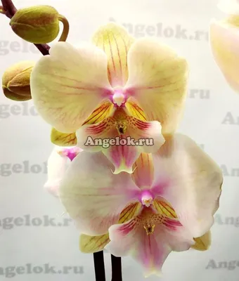 Фаленопсис Биг Лип (Phalaenopsis Sunrise Kiss) — купить в интернет-магазине  Ангелок