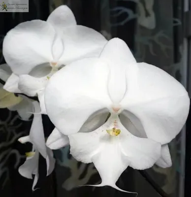 Орхидея Phalaenopsis Big Lip