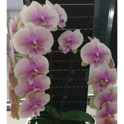 Фаленопсис Биг Лип мини (Phalaenopsis Mini Tini Dolls) — купить в  интернет-магазине Ангелок