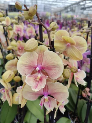 Орхидея Phal. Lianher Rainbow big lip - купить, доставка Украина