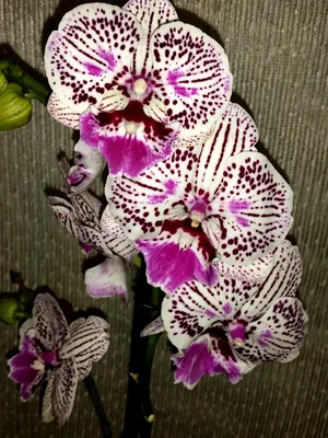 Орхидея Фаленопсис Биг Лип Пятнистый (Phalaenopsis Big Lip)