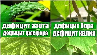 Засыхают края листьев огурца – в чем причина? - Проблемы с огурцом:  физиологические нарушения, болезни и вредители - GreenTalk.ru