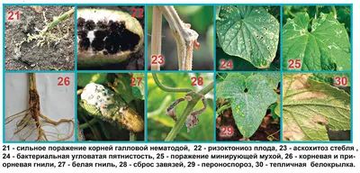 Болезни огурцов в теплице: фото вирусных заболеваний и вредителей и борьба  с ними