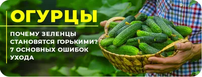 Паутинный клещ на огурцах: методы борьбы | советы экспертов \"Професійне  насіння\"