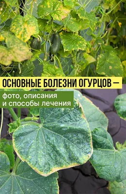 Пятна на листьях огурцов – из-за чего появляются, что делать и чем лечить |  На грядке (Огород.ru)