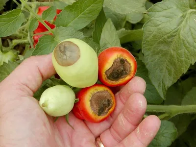 Болезни и вредители томатов в теплице фото фото
