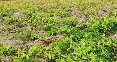 Почему желтеют и увядают нижние листья картофеля? - ответы экспертов  7dach.ru
