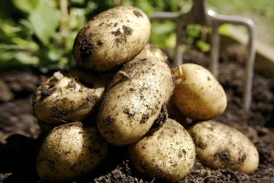 Болезни картофеля в период хранения