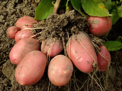 Картофель — Википедия