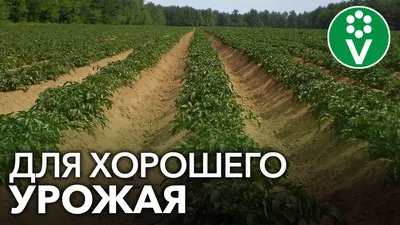 Фитофтора картофеля - профилактика заболевания ботвы. - YouTube