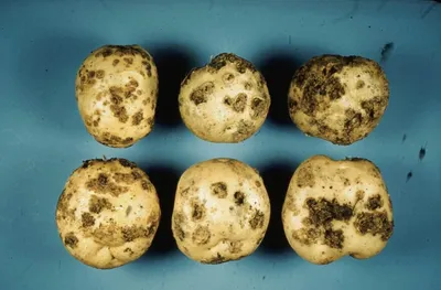 Почерневшая ботва картофеля - признак болезни | Азбука огородника | Дзен