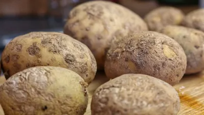 Нужно ли скашивать ботву картофеля?