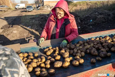 От посадки до урожая: Комплексная защита картофеля | Картофель и овощи