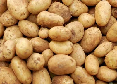 Плохая погода и фитофтороз может погубить урожай картофеля. Применяли  фитоспорин ( передозировка) - YouTube