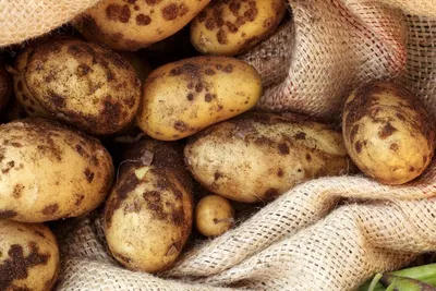 Болезни клубней картофеля: причины и профилактика