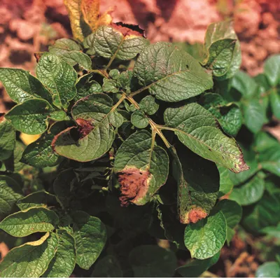 Система защиты картофеля от вредителей, болезней и сорняков | ADAMA