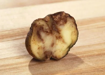 Как защитить картофель от фитофтороза? — Дятлово. Перамога. Дятловская  районная газета