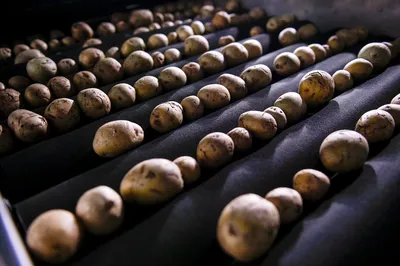 Фузариоз (сухая гниль) клубней картофеля: вредоносность, симптомы, меры  борьбы