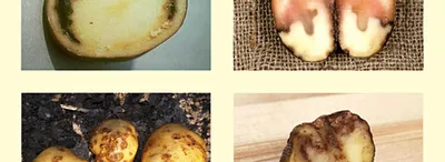 Болезни картофеля фото фото